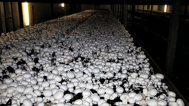 cultivo de cogumelos shimeji