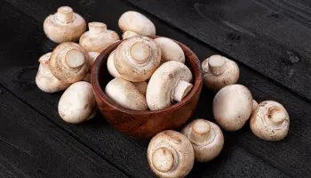 cursos cultivo de cogumelos